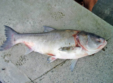 قیمت خرید ماهی آزاد مازندران عمده به صرفه و ارزان